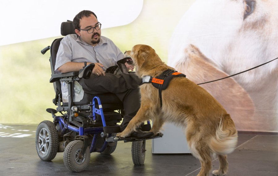 Assistenzhunde - Das Bild zeigt einen Mann in einem Elektrorollstuhl und einen Assistenzhund. Der Hund hat die Vorderpfoten auf die Fußstützen des Rollstuhls gestellt und hält einen Gegenstand in seinem Maul. Der Mann greift mit der Hand danach.